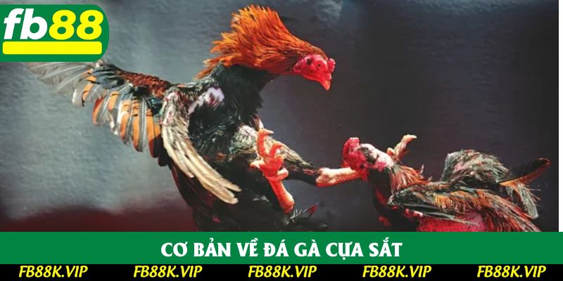 Cơ bản về đá gà cựa sắt Cơ bản về đá gà cựa sắt