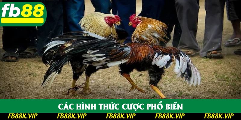 Các hình thức cược phổ biến