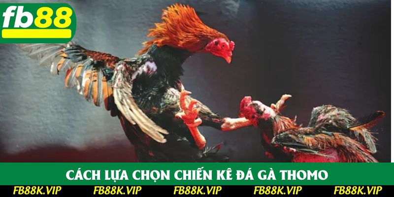 Cách lựa chọn chiến kê đá gà Thomo