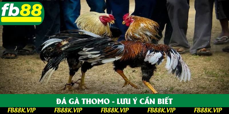 Đá gà Thomo - lưu ý cần biết