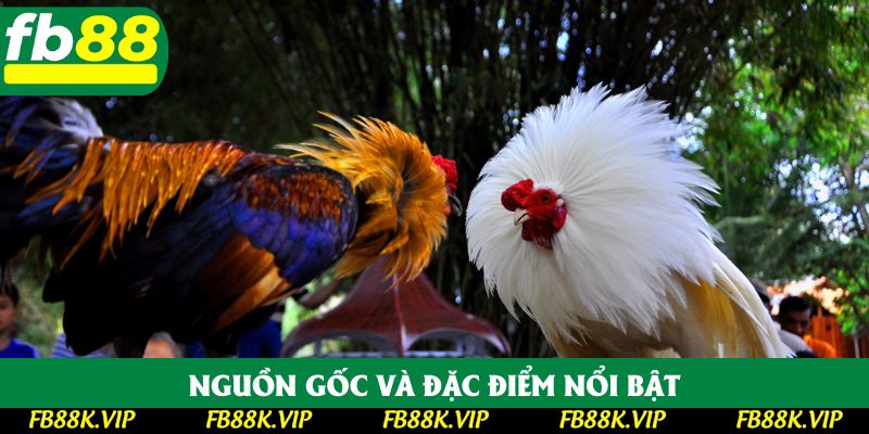 Nguồn gốc và đặc điểm nổi bật Nguồn gốc và đặc điểm nổi bật